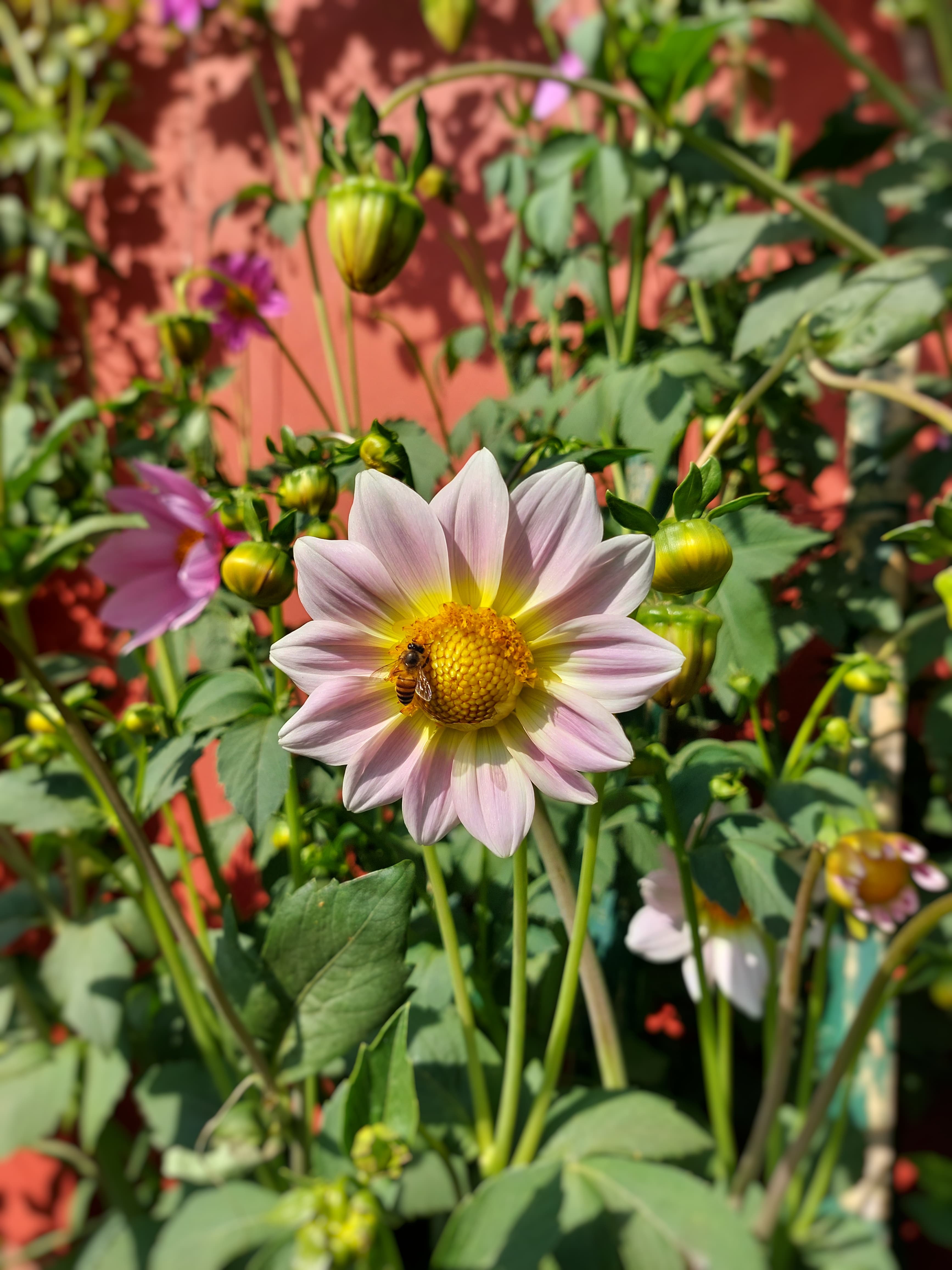 Bee sitting on a flower